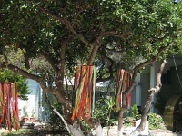 στεφάνια με πολύχρωμες κορδέλες κρεμασμένα στα δέντρα